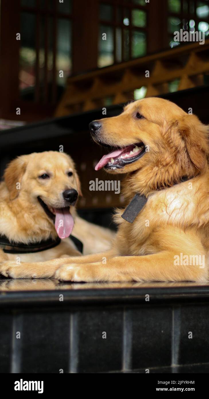 scatto verticale di due bellissimi cani pelosi e dorati che si stendono all'esterno e si rilassano con la lingua fuori Foto Stock