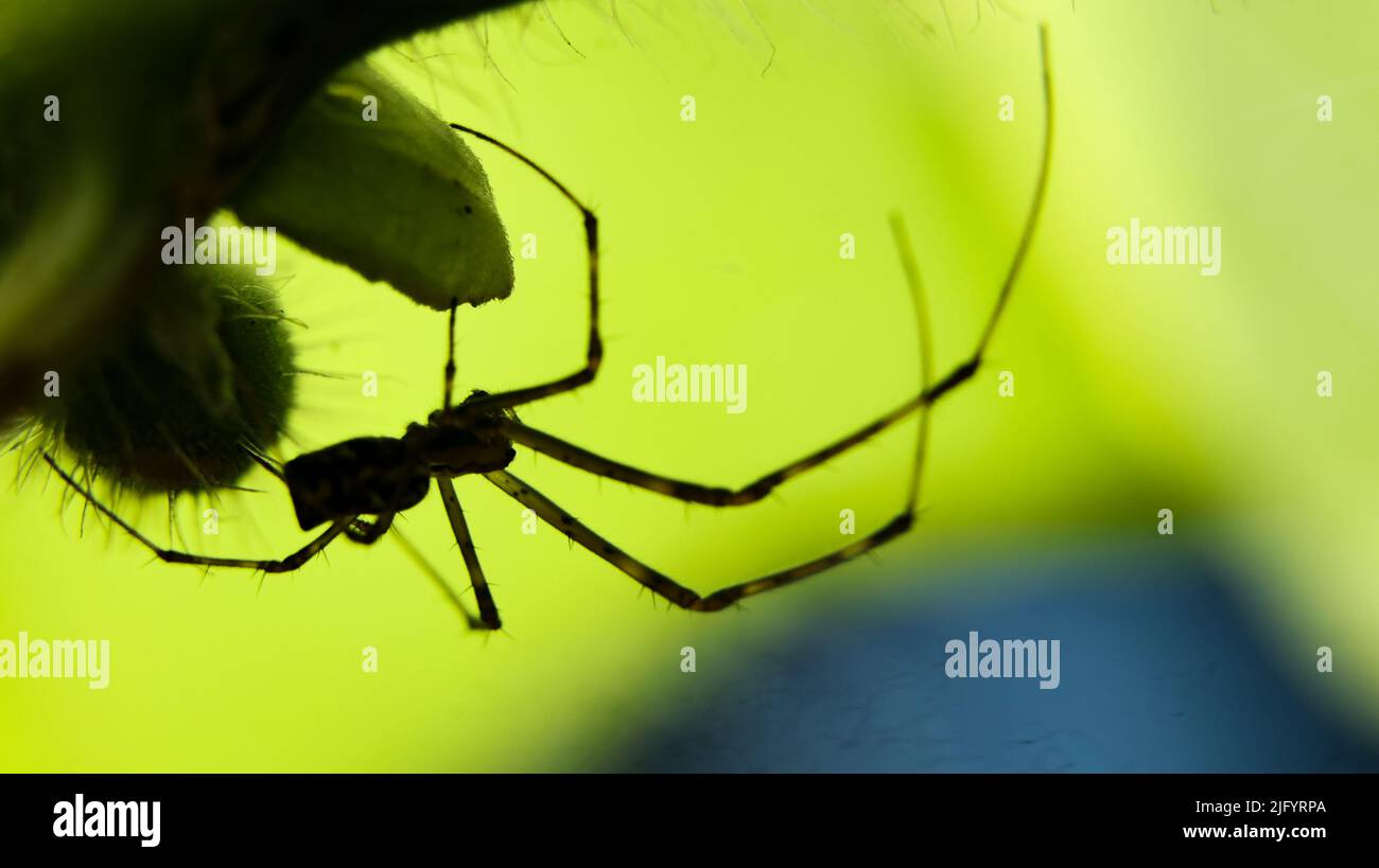 una silhouette scura di un ragno che cammina capovolto con le sue gambe lunghe nella foresta Foto Stock