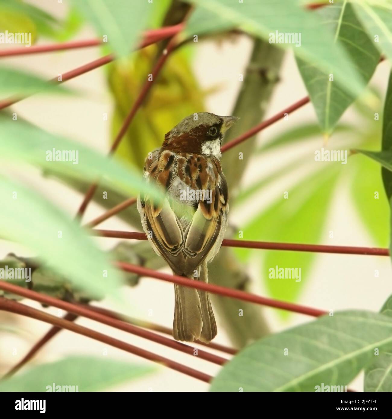 bellissimo uccello passero seduto su un ramo rosso di un albero di manioca Foto Stock