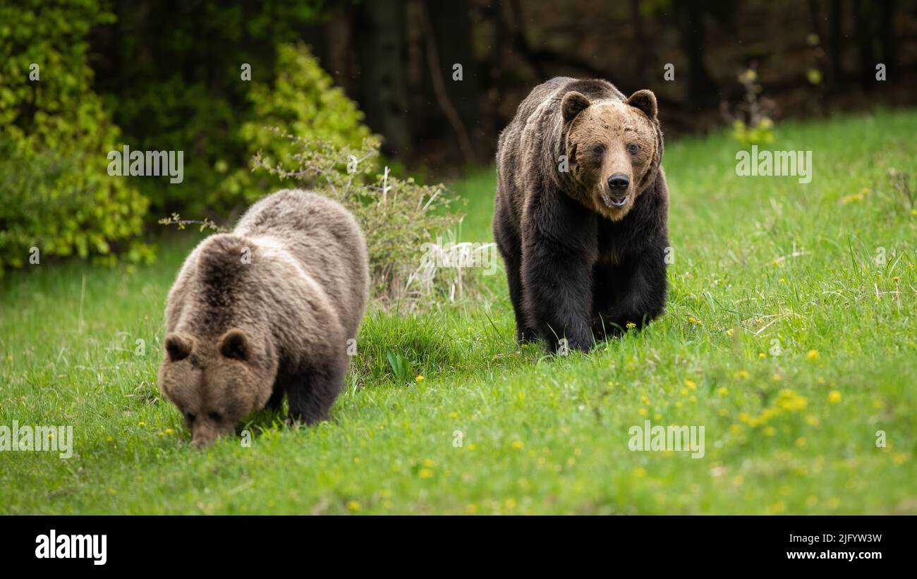 Orso marrone maschio che segue femmina e che la custodisce mentre mangia erba verde fresca Foto Stock