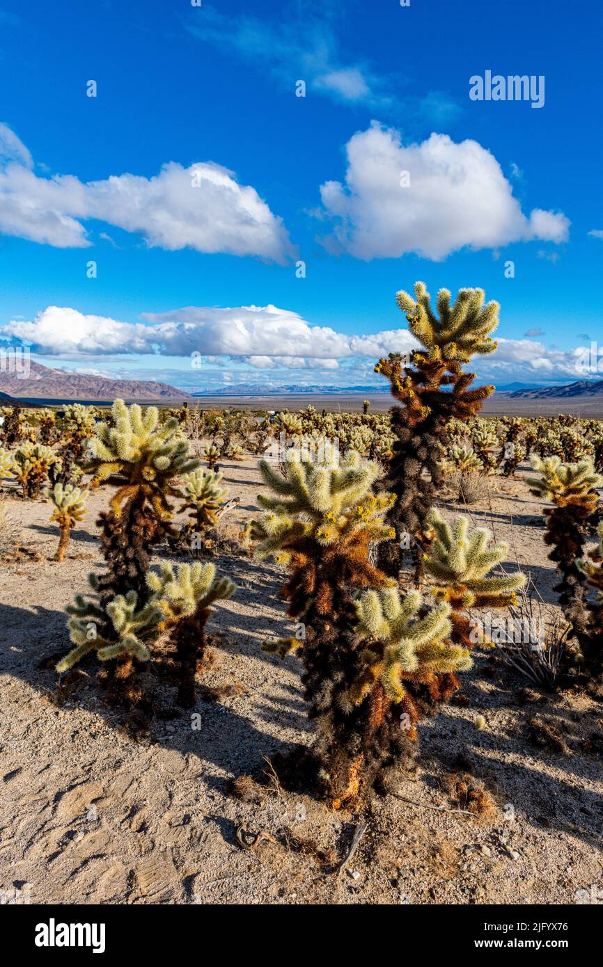 Chuckwalla Cholla, Cholla Cactus Garden, Joshua Tree National Park, California, Stati Uniti d'America, Nord America Foto Stock