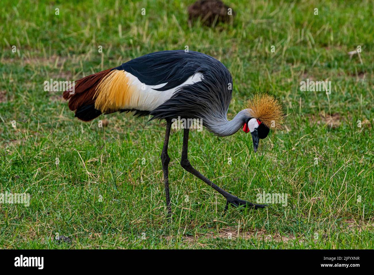 Gru coronata nera (Balearia Pavonina), Parco Nazionale Amboseli, Kenya, Africa Orientale, Africa Foto Stock