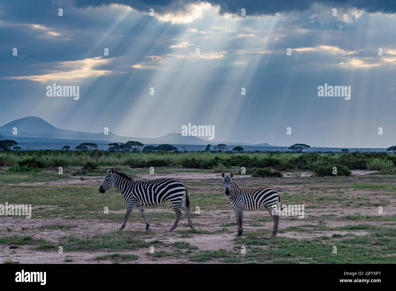 Zebre alla luce, Parco Nazionale Amboseli, Kenya, Africa Orientale, Africa Foto Stock
