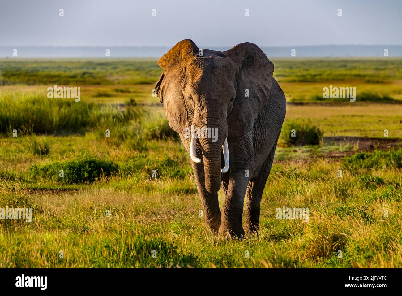 Elefante africano (Loxodonta), Parco Nazionale Amboseli, Kenya, Africa orientale, Africa Foto Stock