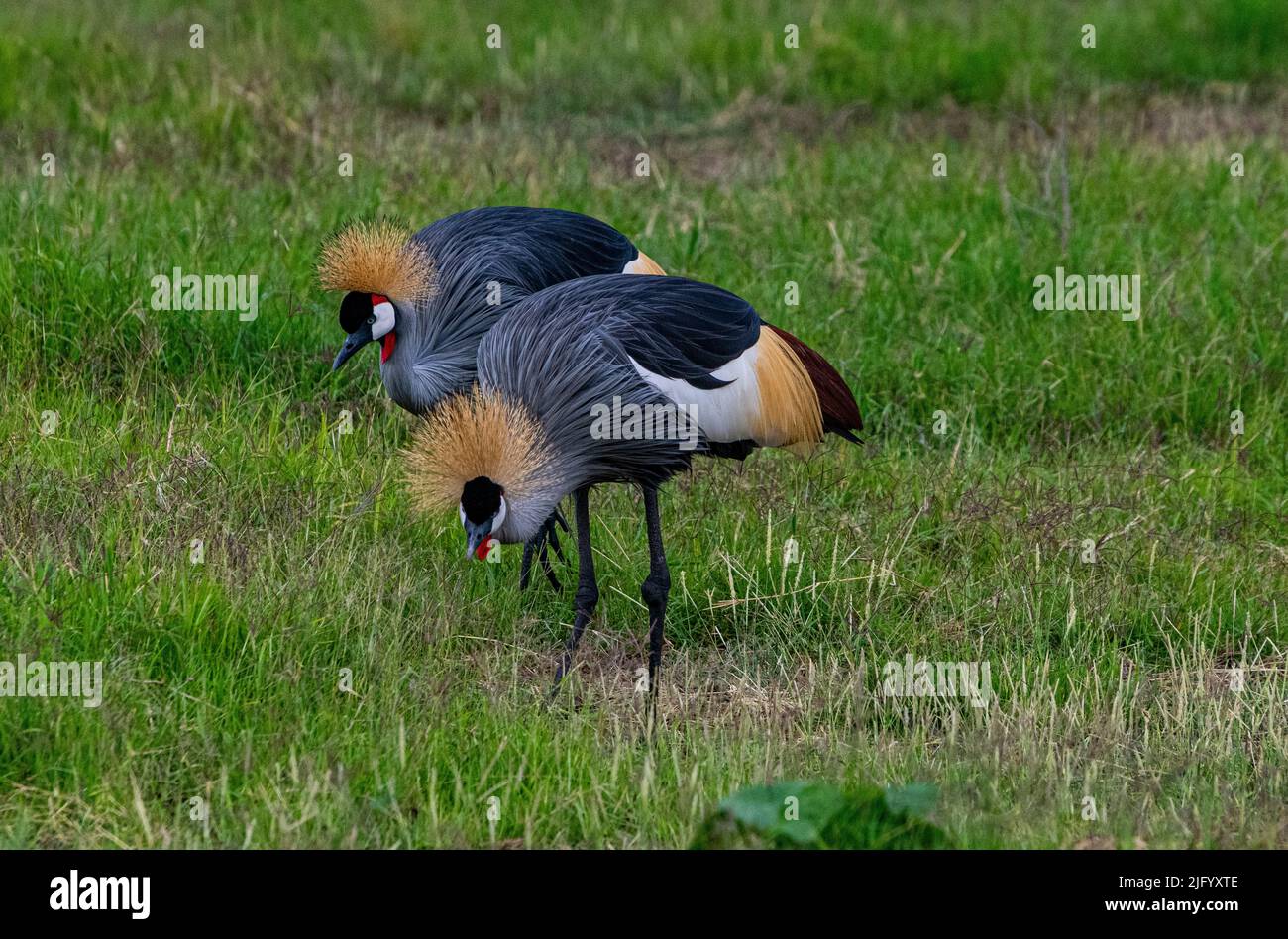 Gru coronata nera (Balearia Pavonina), Parco Nazionale Amboseli, Kenya, Africa Orientale, Africa Foto Stock