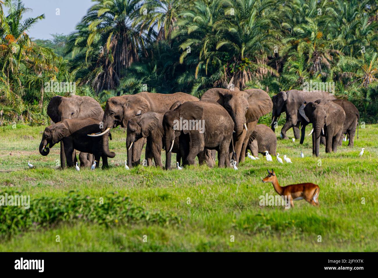 Elefanti africani (Loxodonta), Parco Nazionale Amboseli, Kenya, Africa orientale, Africa Foto Stock