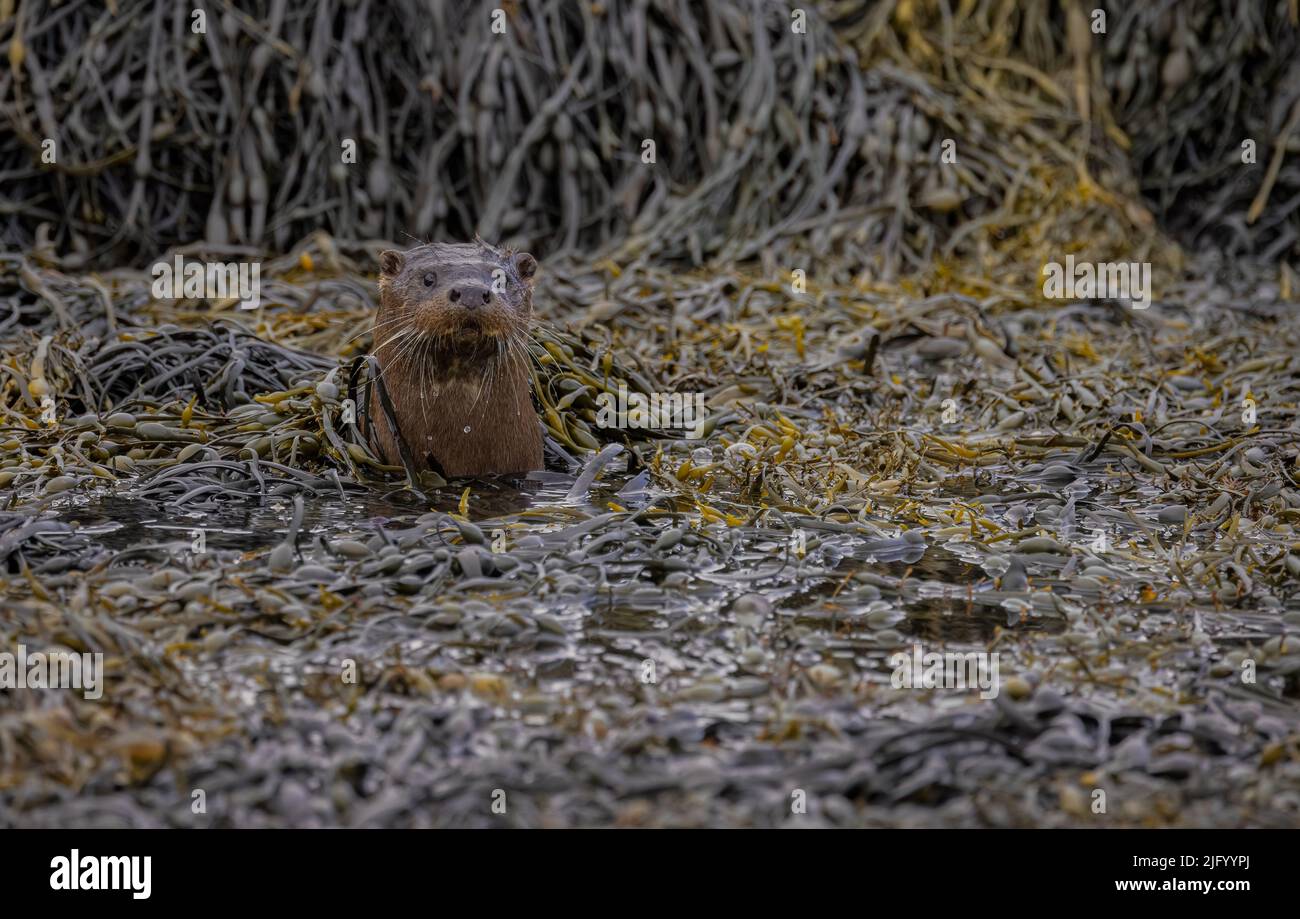 Lontre selvatiche sulla bella isola di Mull nelle Ebridi interne. Foto Stock