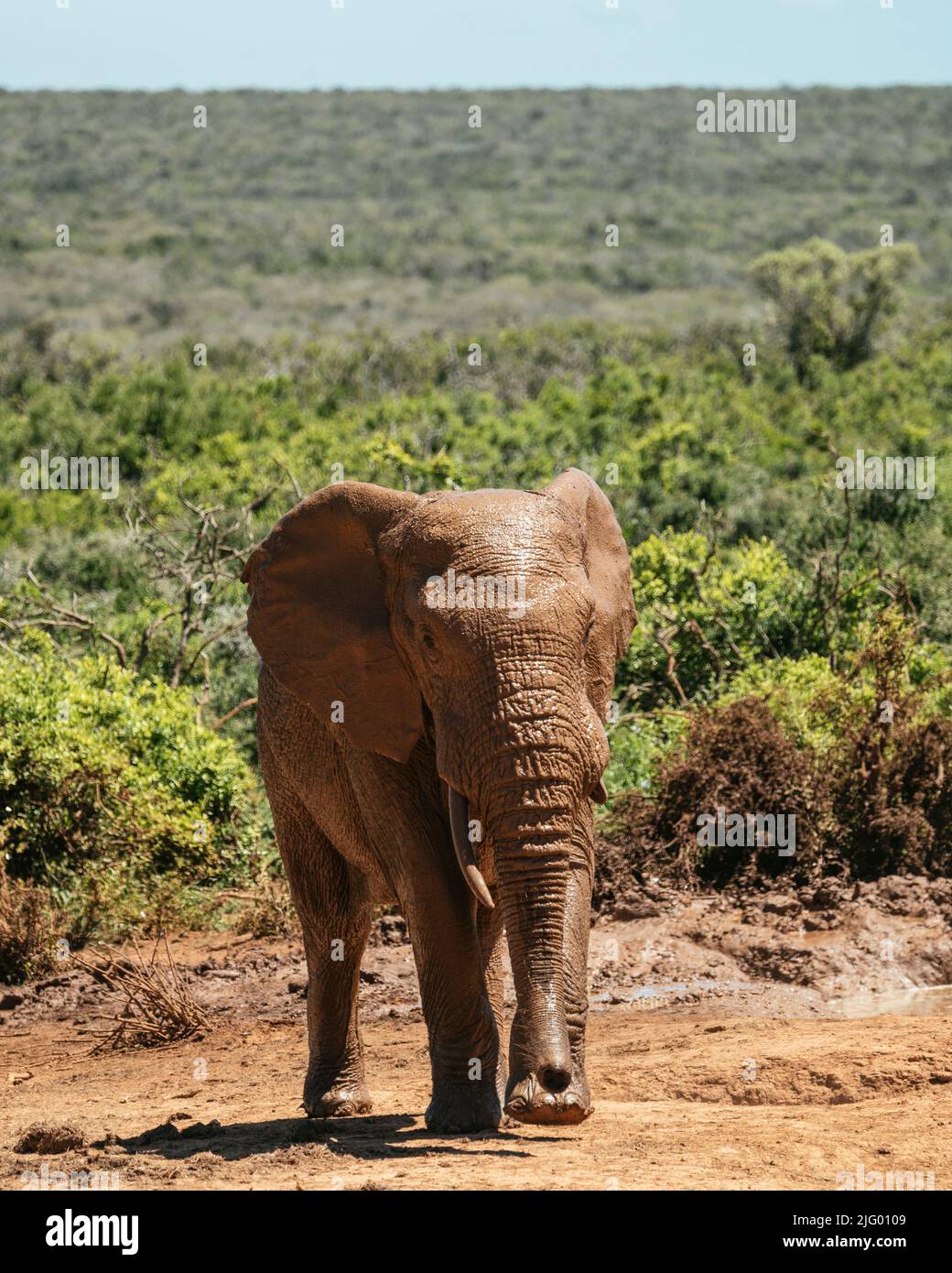 Elefante africano, Addo Elephant National Park, Capo Orientale, Sudafrica, Africa Foto Stock