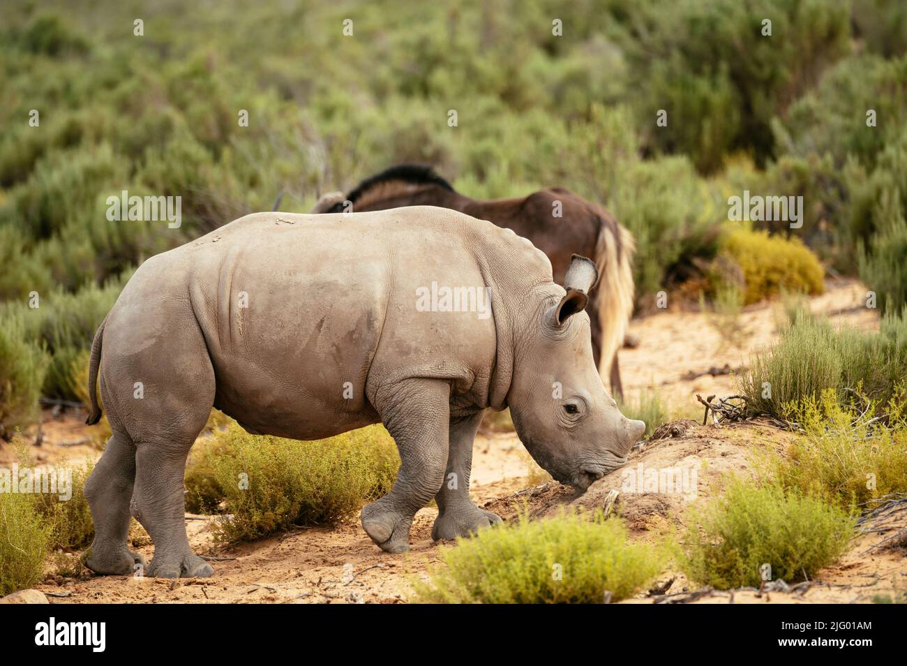 Bianco Rhino, Aquila Private Game Reserve, fiume Touws, Capo Occidentale, Sudafrica, Africa Foto Stock