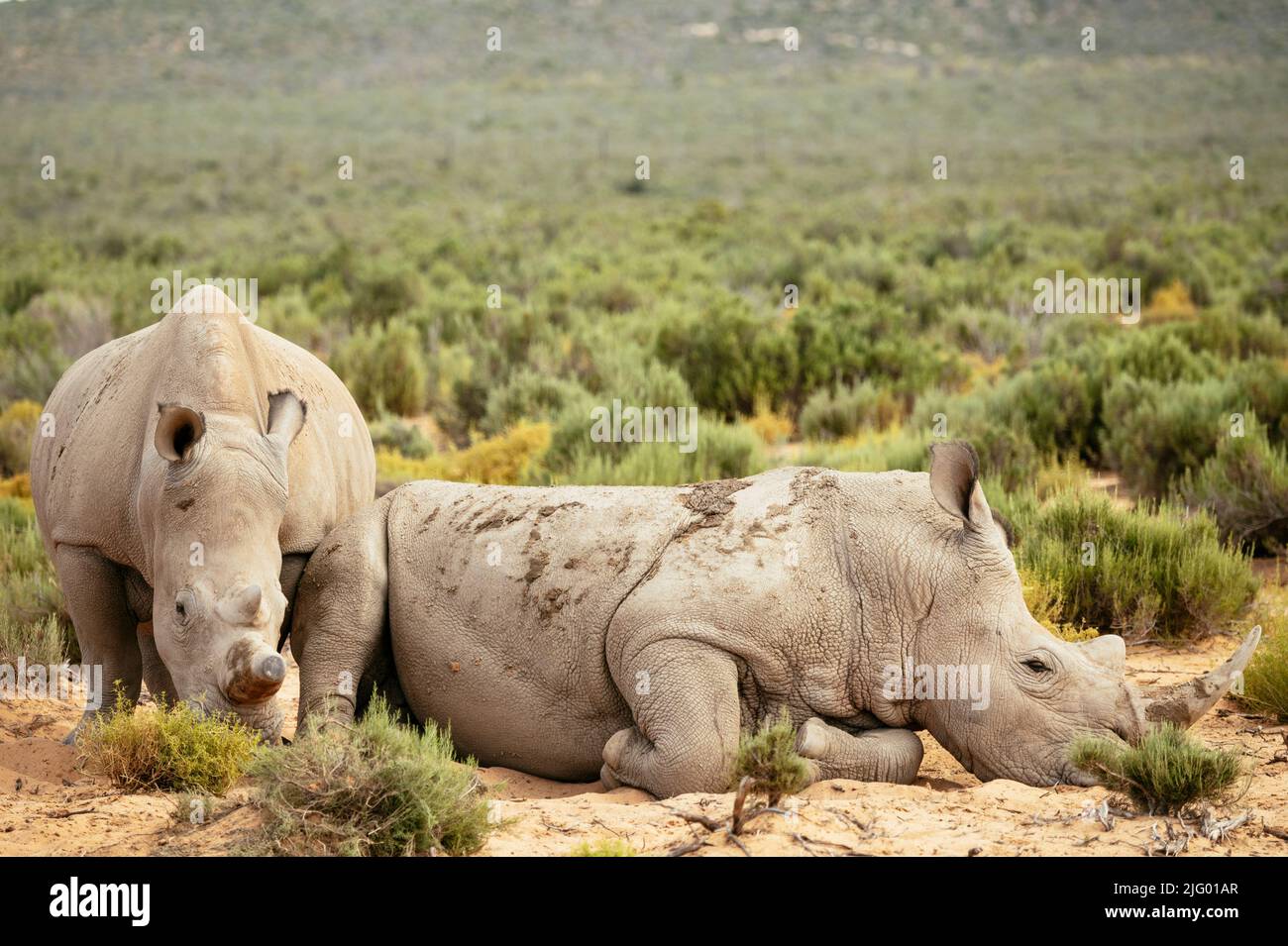 Bianco Rhino, Aquila Private Game Reserve, fiume Touws, Capo Occidentale, Sudafrica, Africa Foto Stock