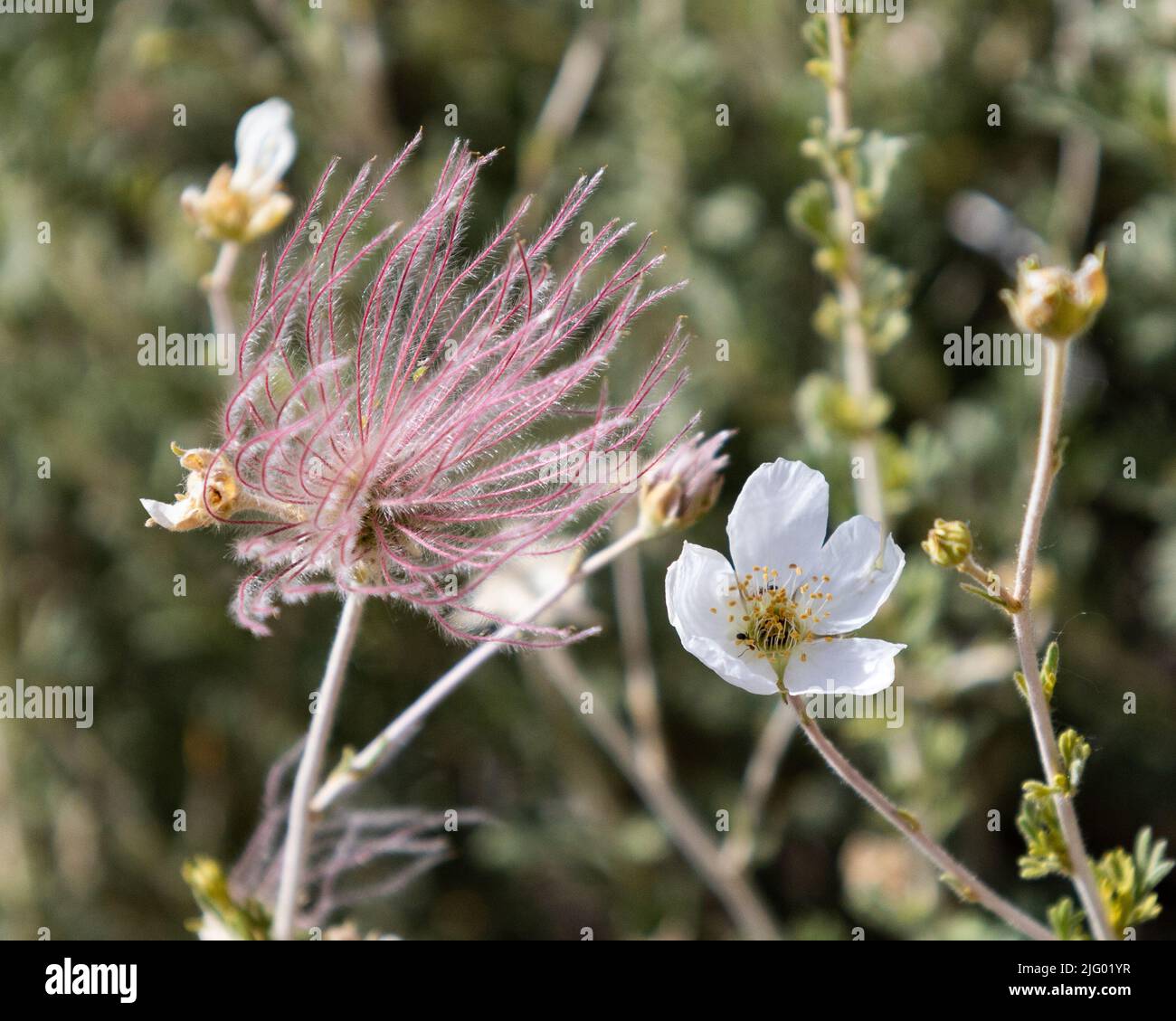 Un primo piano di Apache Plume fiori in una foresta in uno sfondo sfocato Foto Stock