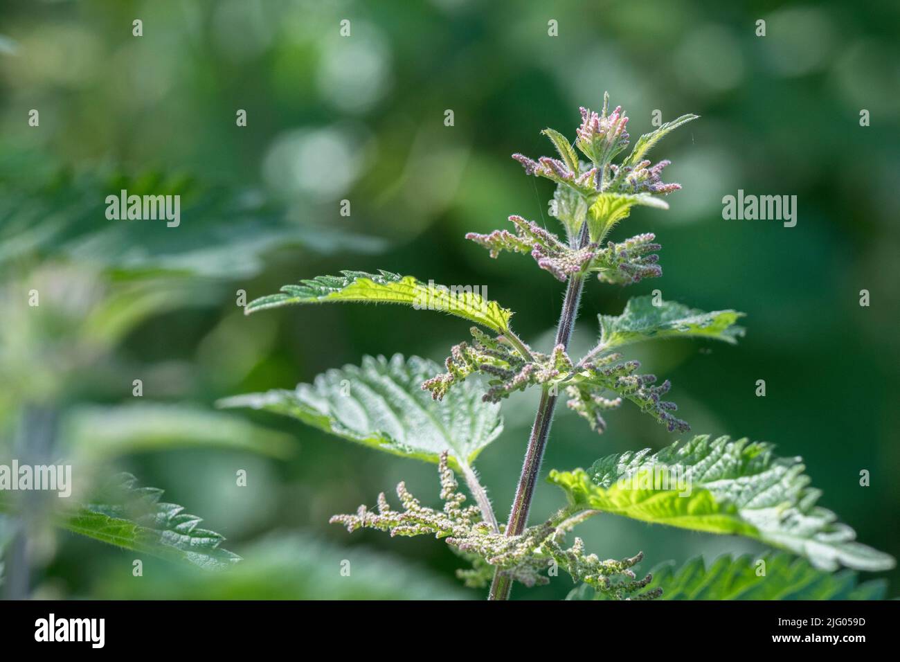 Foglie di ortica soleggiate di Urtica dioica / comune pungente Nettle dalla luce del sole del mattino in UK hedgerow. Per cibi selvatici dolorosi, foraged, piante medicinali. Foto Stock