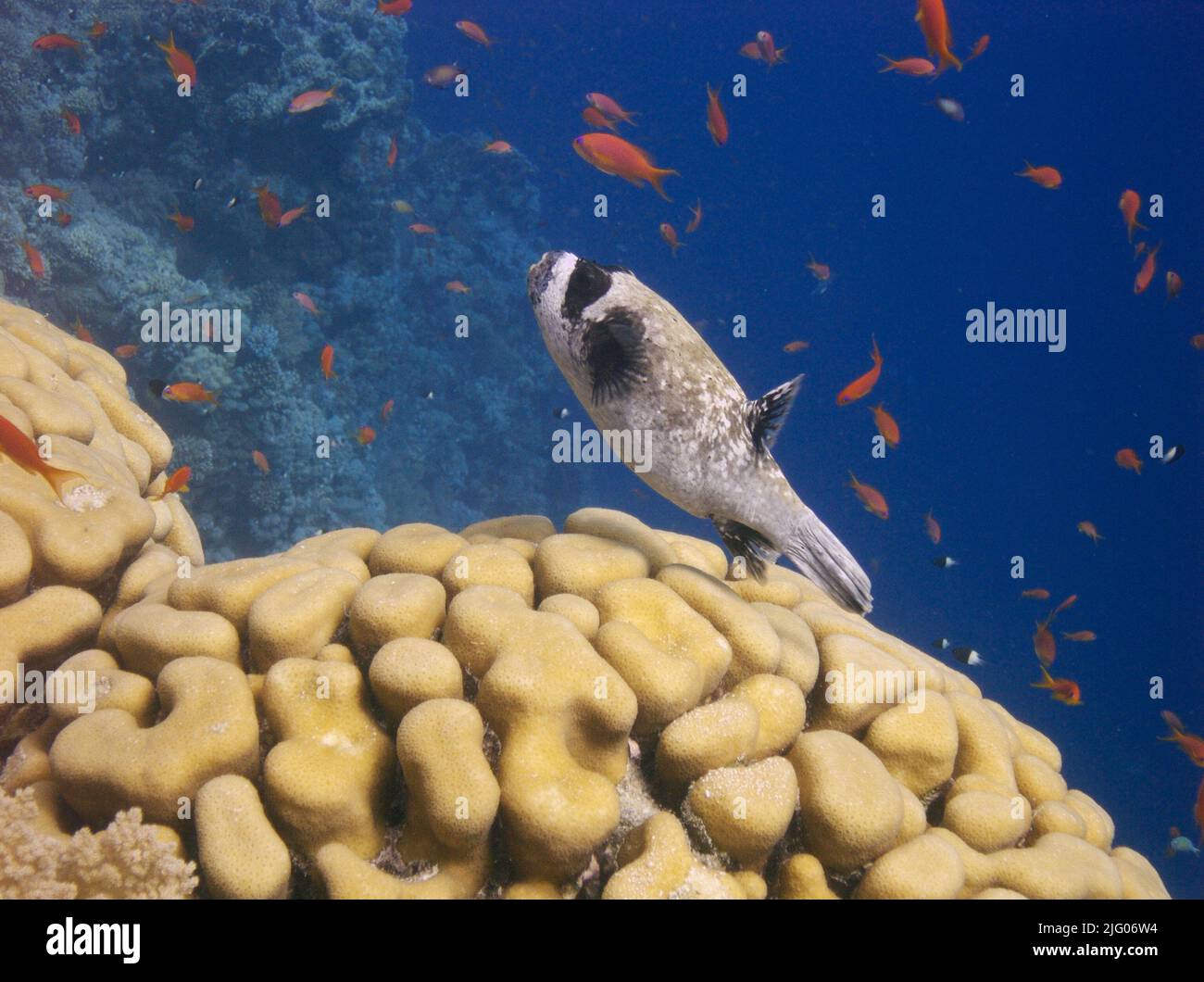 Un puffer mascherato (Arothron diadematus) nella bella barriera corallina circondata da una serie di pesci rossi nel Mar Rosso, Egitto Foto Stock