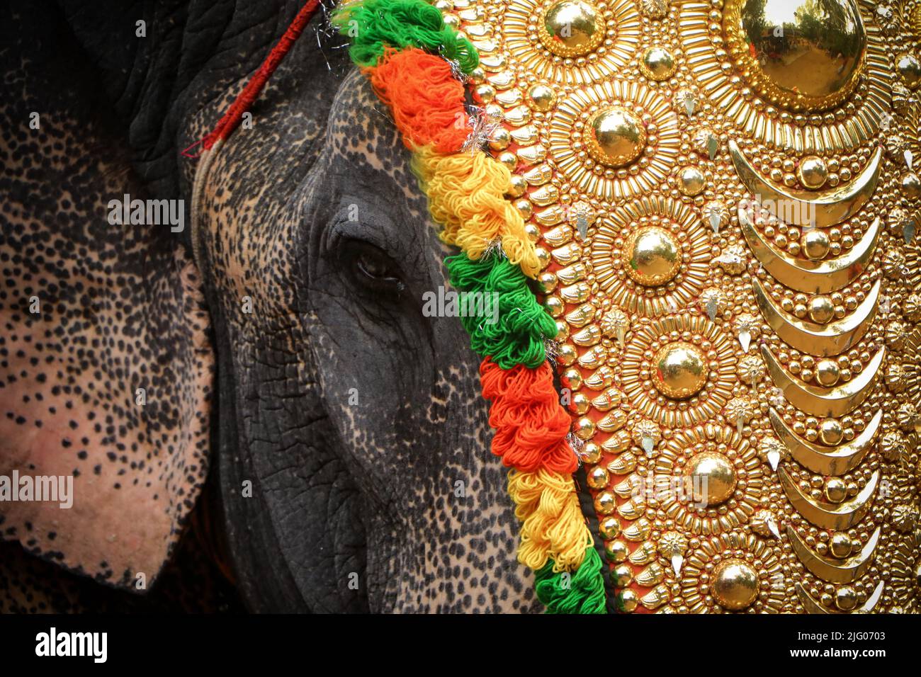 Occhi di un elefante durante il festival del pooram Foto Stock