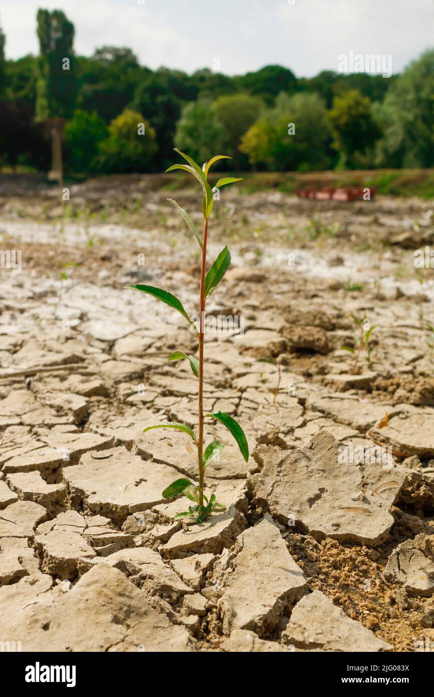 Vegetazione che lotta per la sopravvivenza durante la siccità Foto Stock