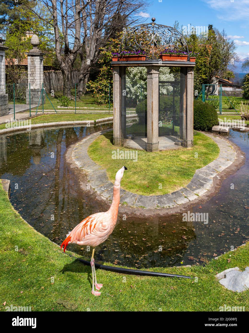 Fenicotteri al parco di Villa Pallavicino, Stresa, Piemonte, Italia Foto Stock