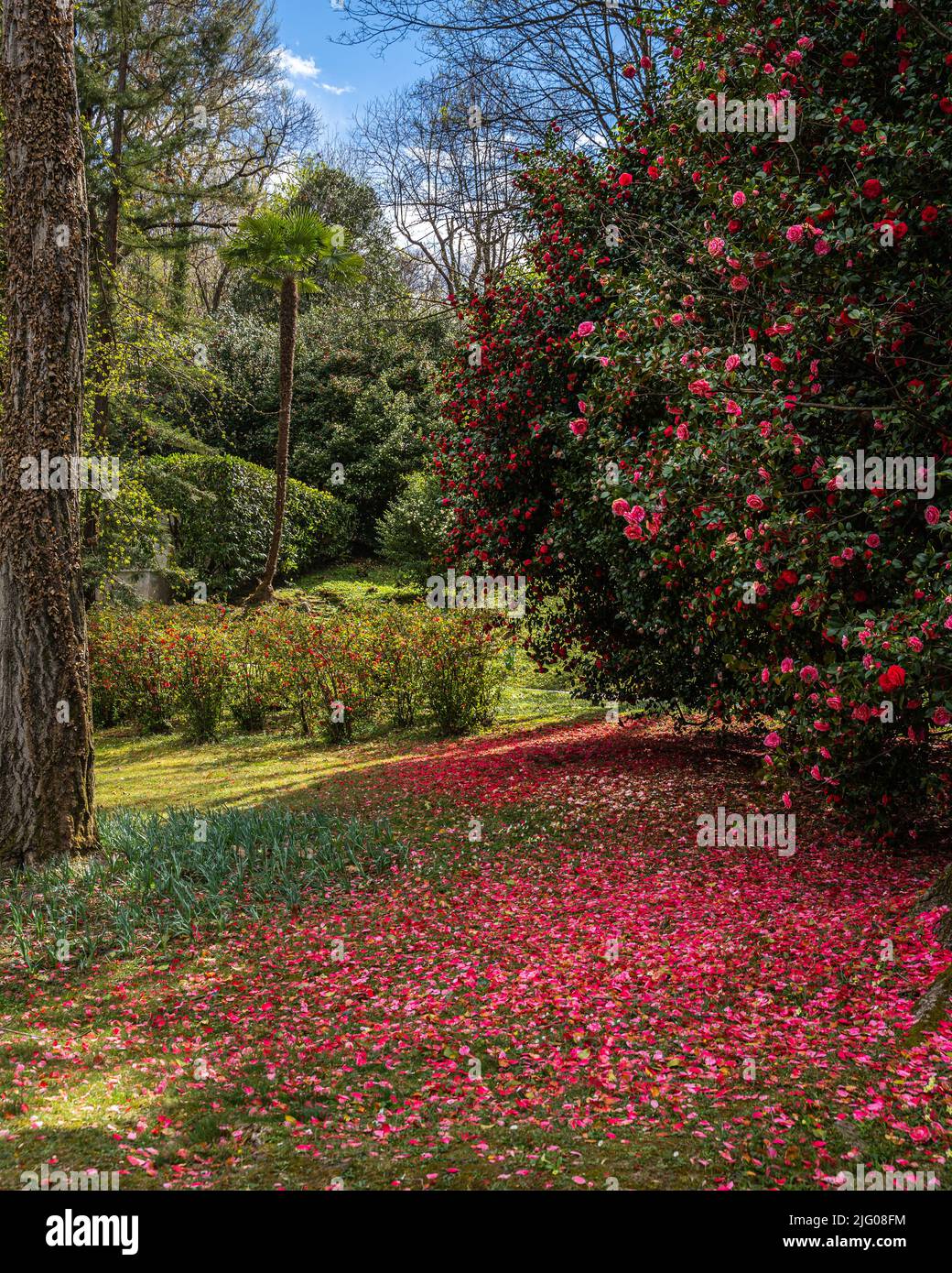 Splendido giardino fiorito di Villa Pallavicino durante lo sprintime, Stresa Piemonte, Italia Foto Stock
