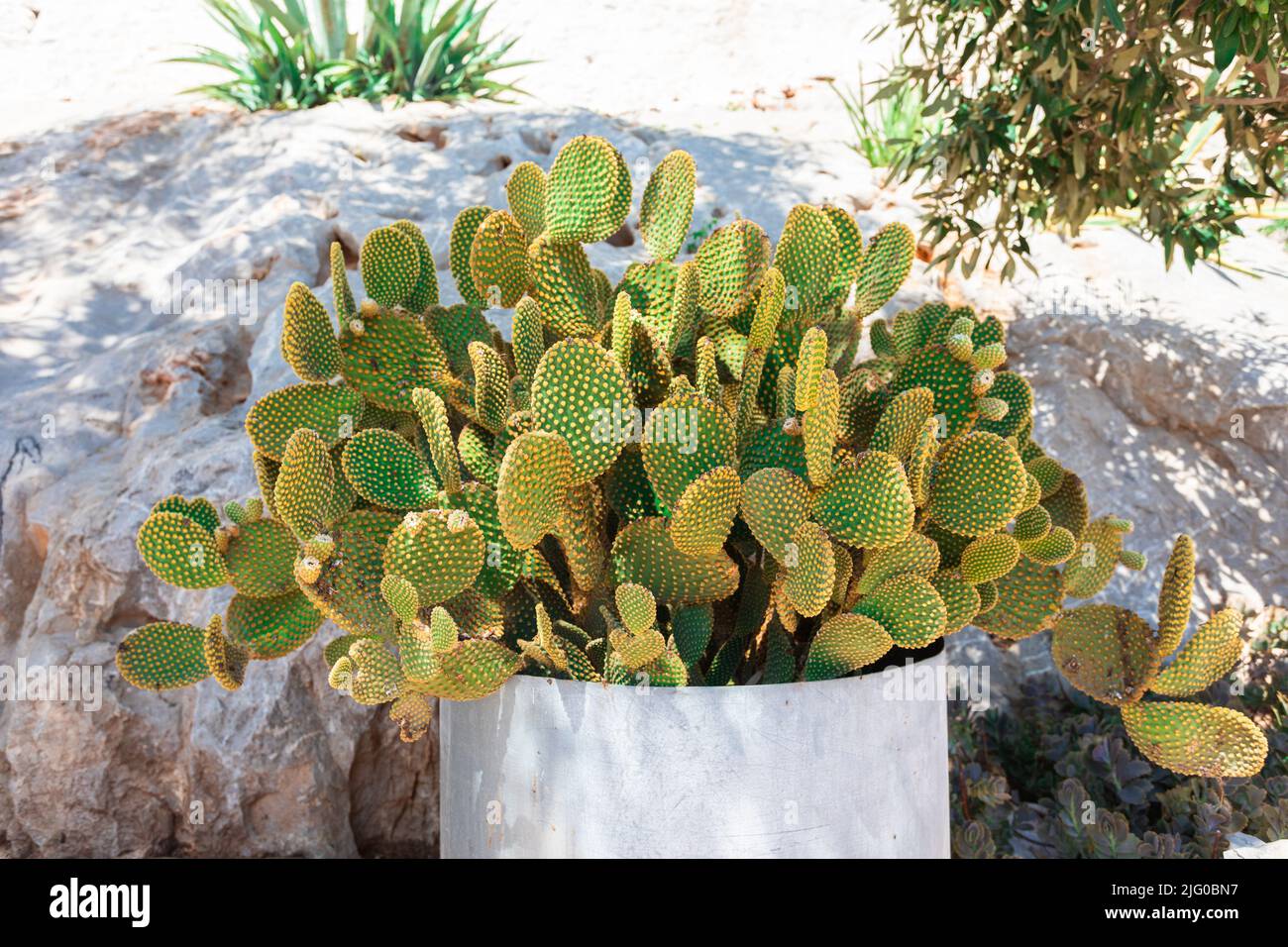 Cactus in una pentola di terracotta sulla strada sullo sfondo di un muro di pietra. Impianto esterno Foto Stock