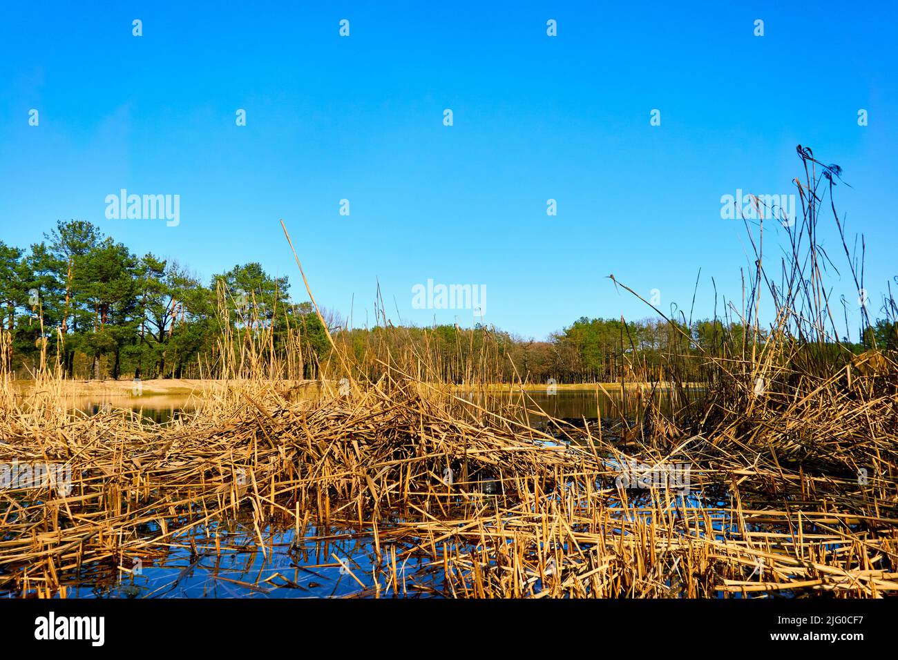 Autunno gioia freschezza. Canne d'arancia dorate, alberi, pini verdi e un lago blu Foto Stock