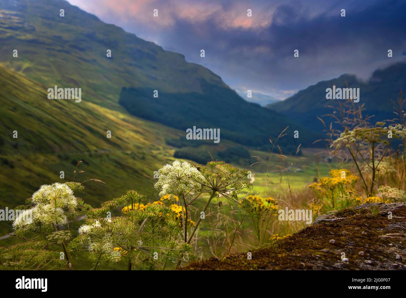 Argyll Forest Park, un parco forestale situato sulla penisola di Cowal in Argyll e Bute, Highlands scozzesi Foto Stock