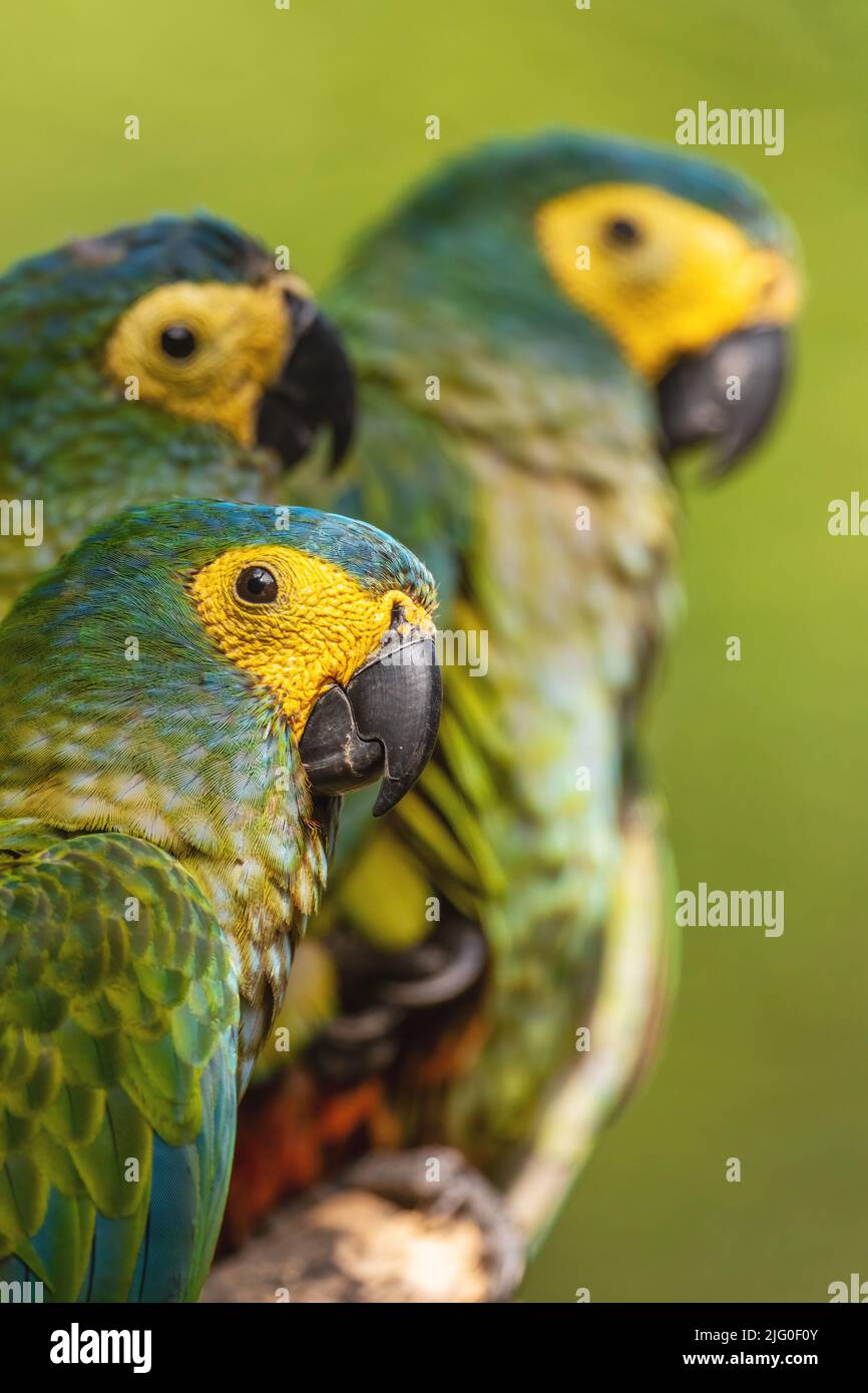 Macaw dalle decorazioni rosse - Orthopsittaca manilatus, pappagallo colorato dalle foreste e dai boschi sudamericani, Amazonia, Brasile. Foto Stock