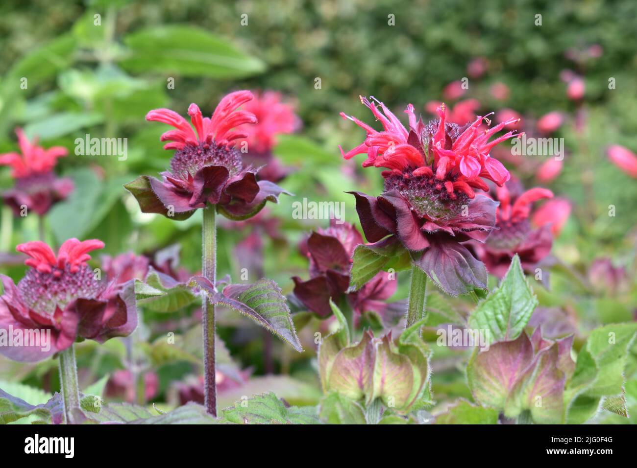 Monarda Bee felice Bee Balm Herb bello Foto Stock