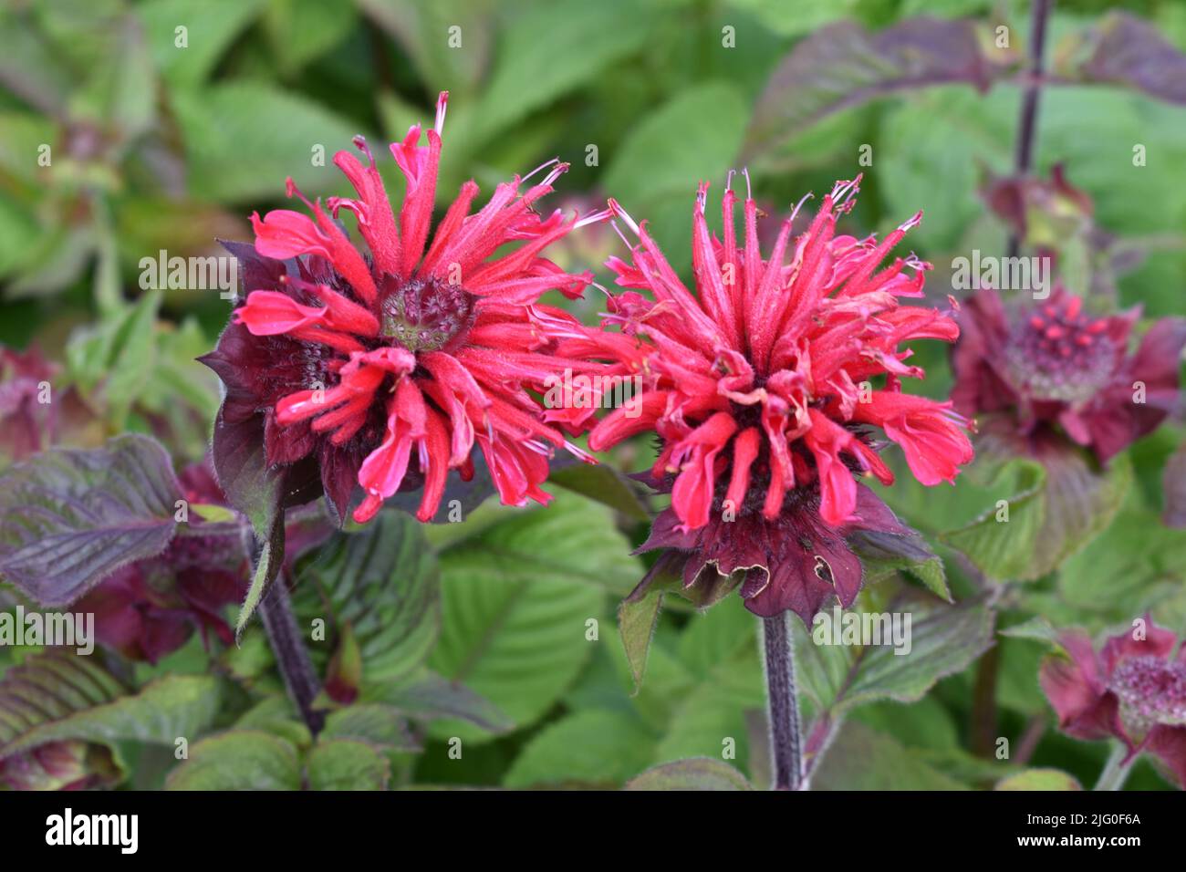 Bee Balm un magnete per le api Foto Stock