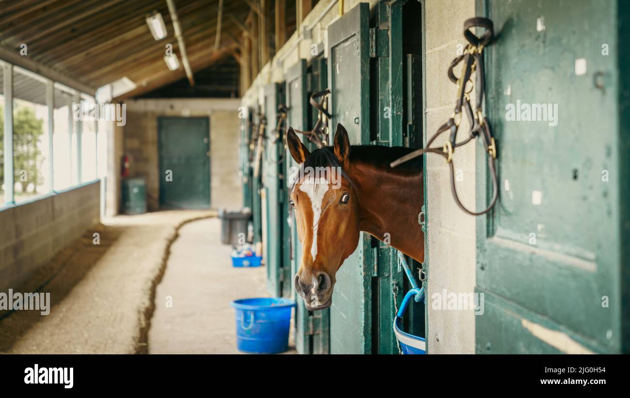 Cavallo da corsa purosangue in una stalla a Lexington, Kentucky Foto Stock