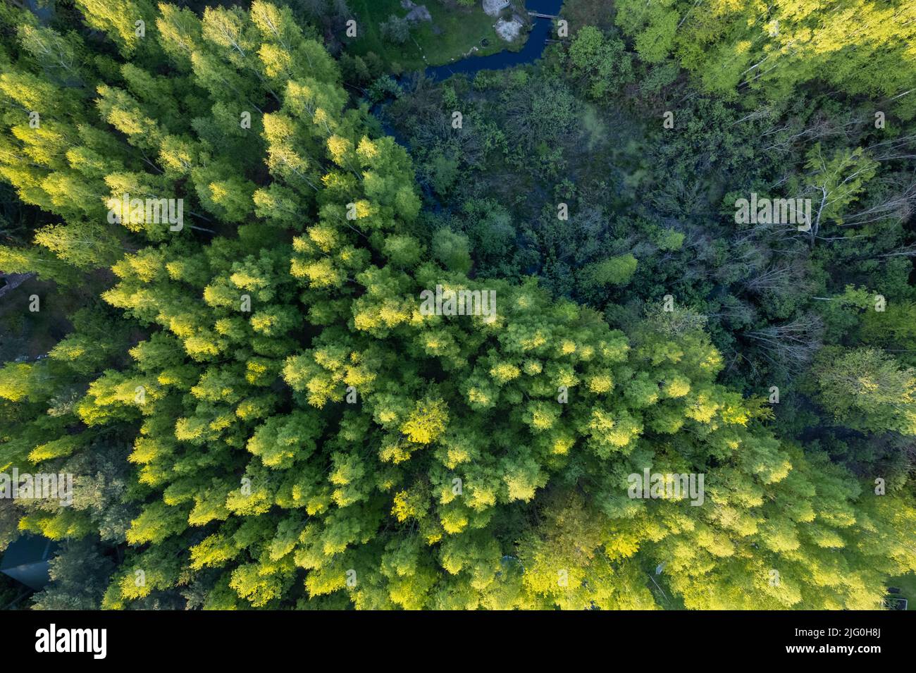 Vista dall'alto verso il basso della foresta mista Foto Stock