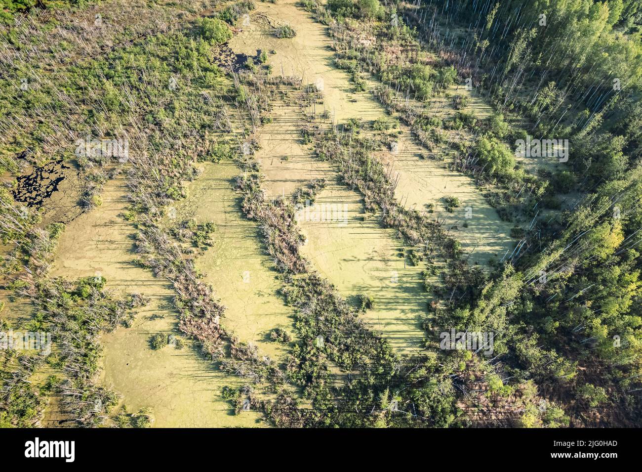 Foresta di paludi con aree di estrazione della torba abbandonate vista aerea dall'alto in basso Foto Stock