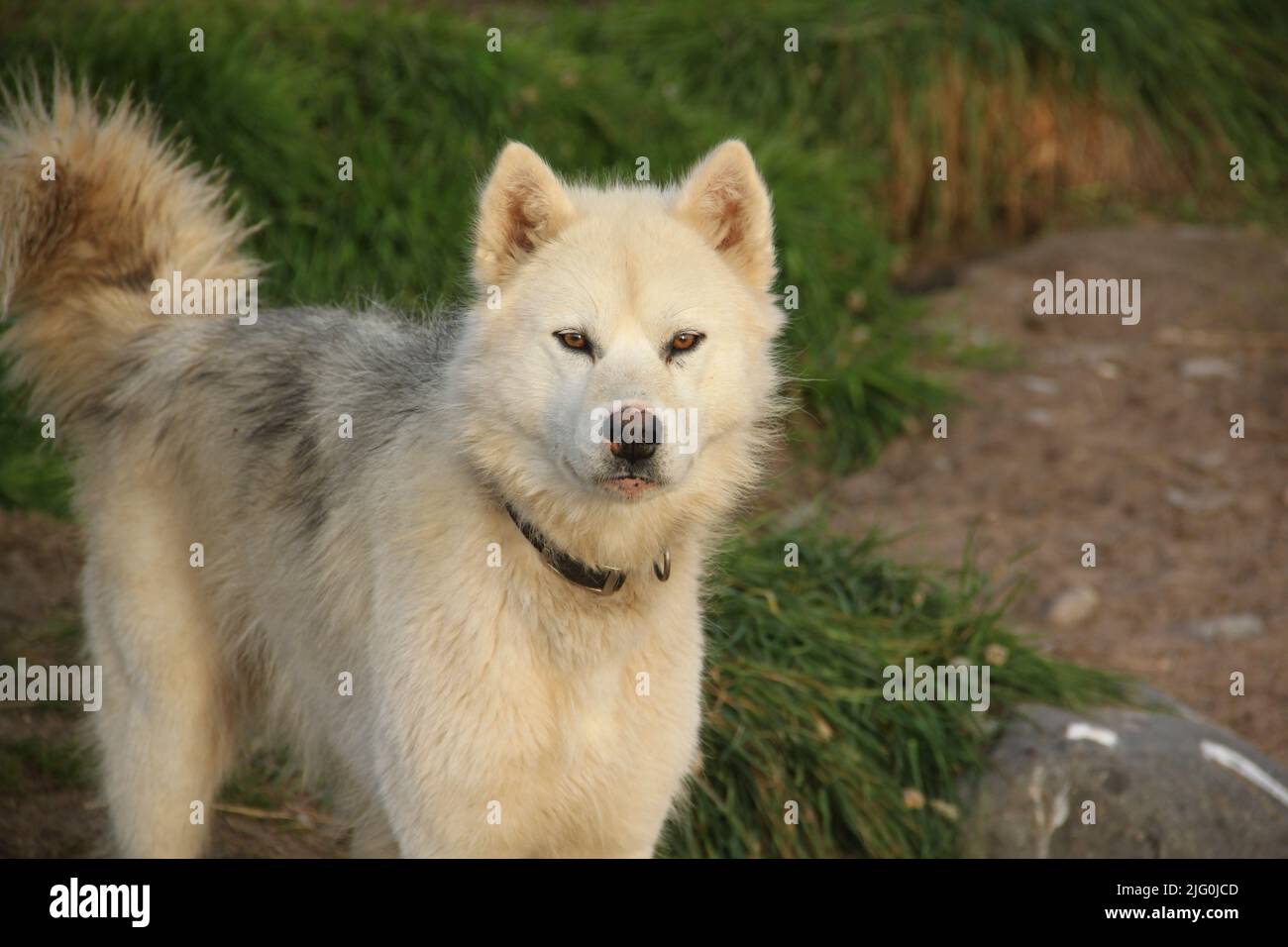 Cane Husky del Canada del Nord che staring via, stagno insenatura, Nunavut. Foto di alta qualità Foto Stock