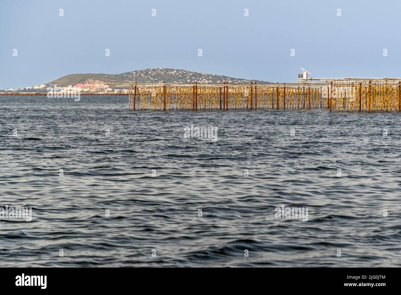 Alle rive Étang de Thau ostriche appendono su corde e sono immersi due volte al giorno per sei ore in quattro metri di acqua profonda Foto Stock