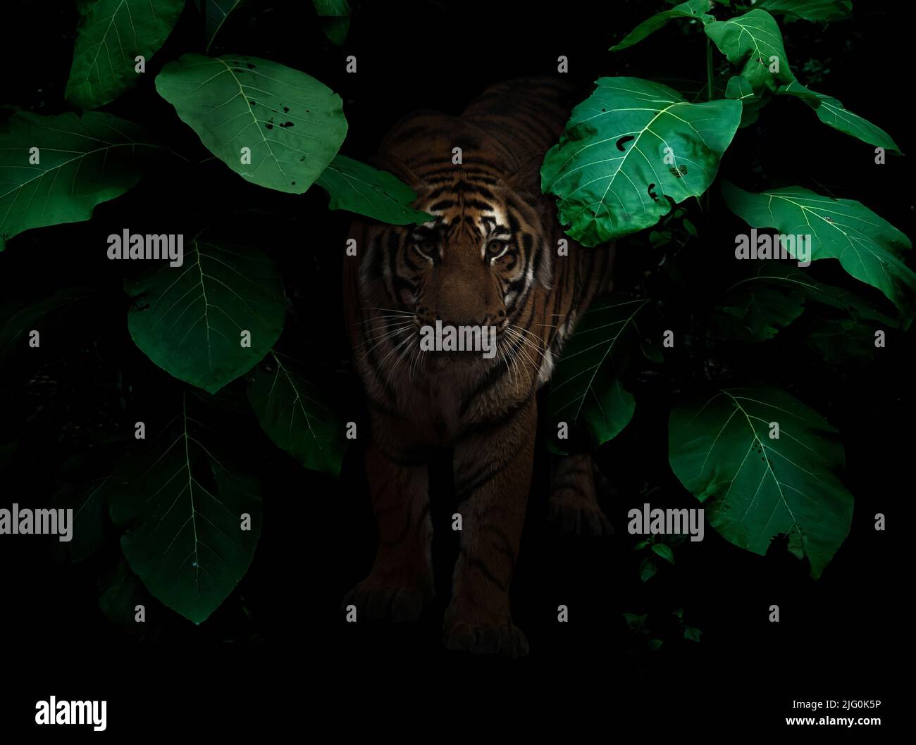 tigre nella foresta pluviale tropicale su sfondo scuro di notte Foto Stock