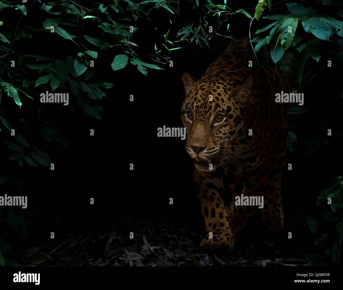 jaguar nella foresta pluviale tropicale su sfondo scuro di notte Foto Stock