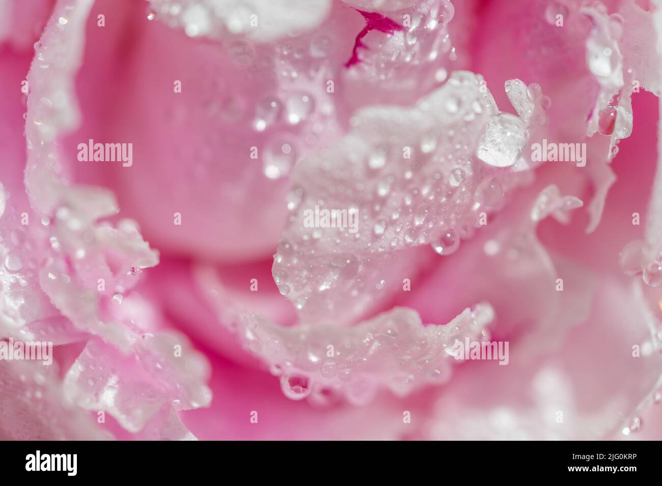 Peony in gocce d'acqua. Sfondo con petali di fiori. Fiore di peonia rosa in gocce di rugiada. Primo piano macro. Messa a fuoco selettiva sfocata. Foto di alta qualità Foto Stock