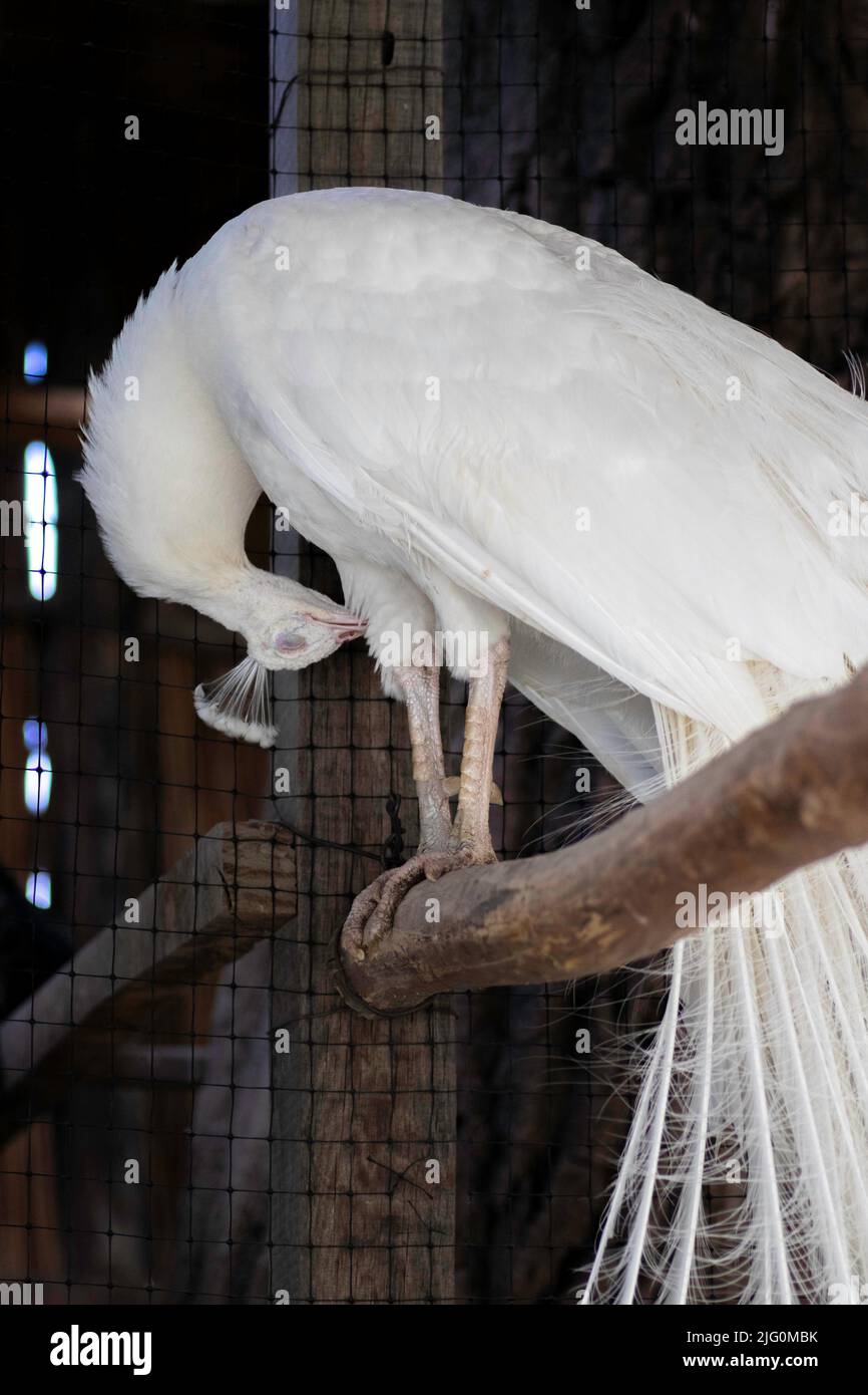 pavone bianco gabbiato, un bellissimo uccello bianco grande nello zoo Foto Stock