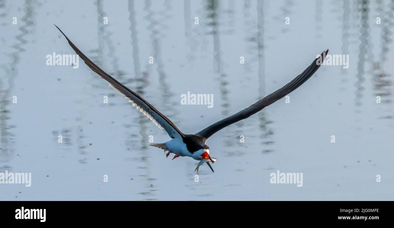 Black Skimmer volare basso in cerca di cibo in un laghetto d'acqua dolce nei campi di sedano a Sarasota Florida Stati Uniti d'America Foto Stock