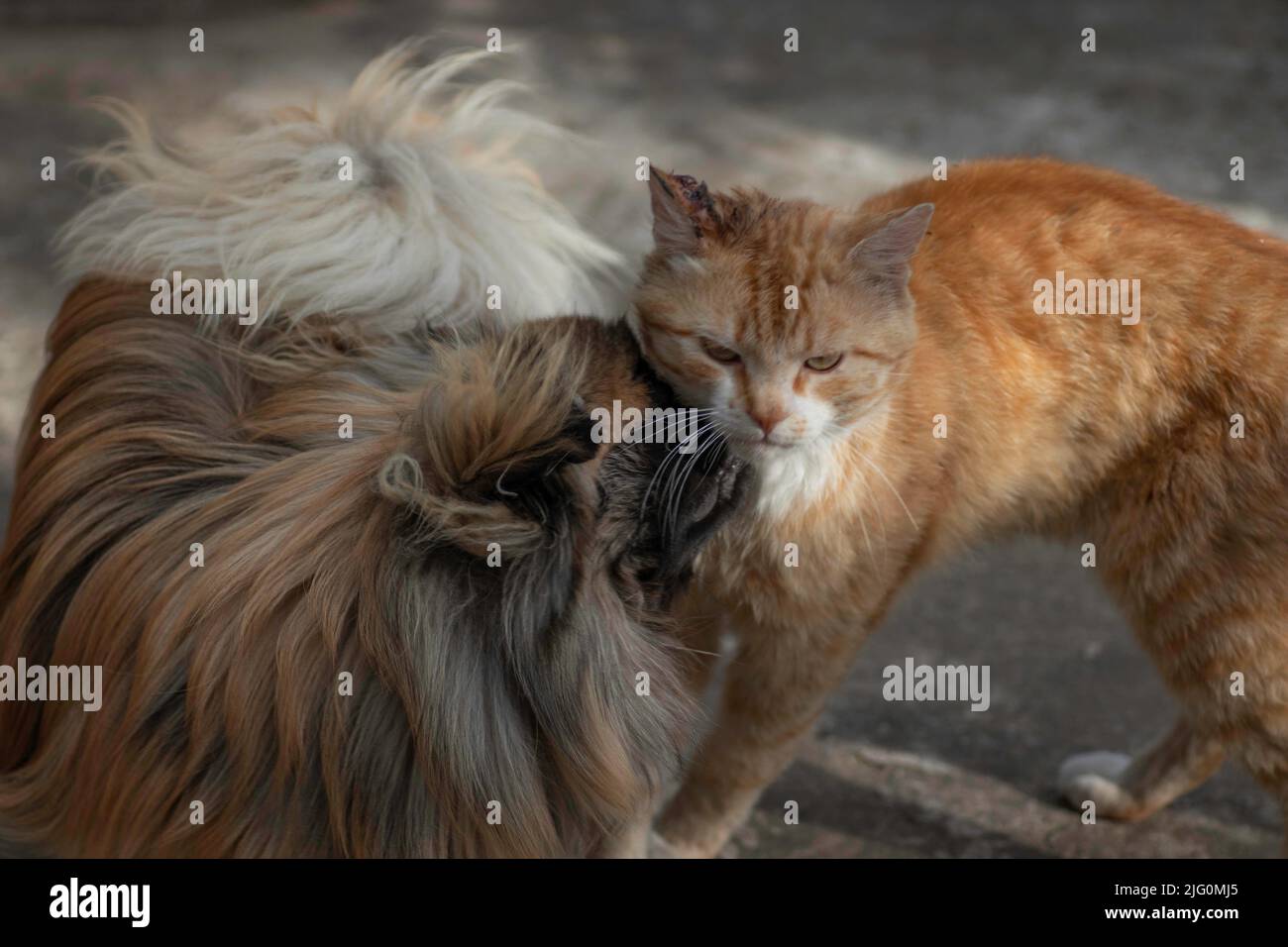 Soffice cane carino, Pekingese rosso è molto carino scorta Foto Stock