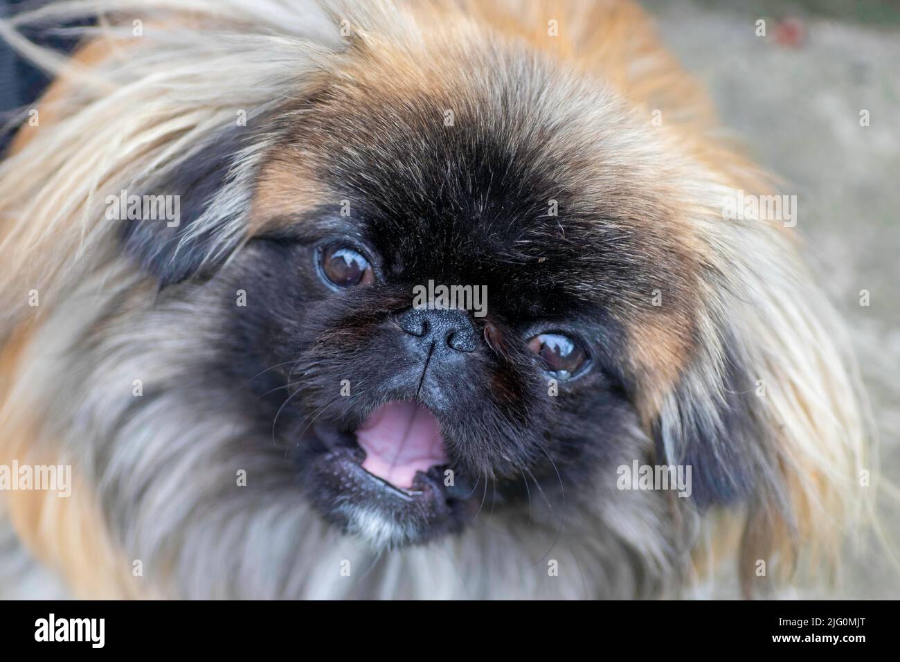 Soffice cane carino, Pekingese rosso è molto carino scorta Foto Stock