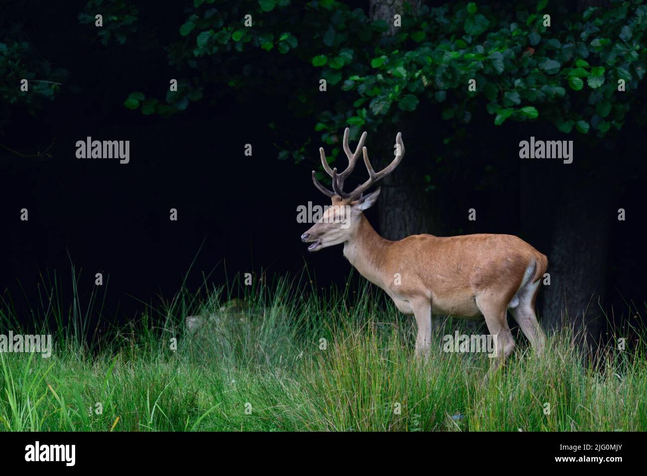 Cervo rosso maschio in piedi sul bordo della foresta in estate, renania settentrionale vestfalia, (cervus elaphus), germania Foto Stock