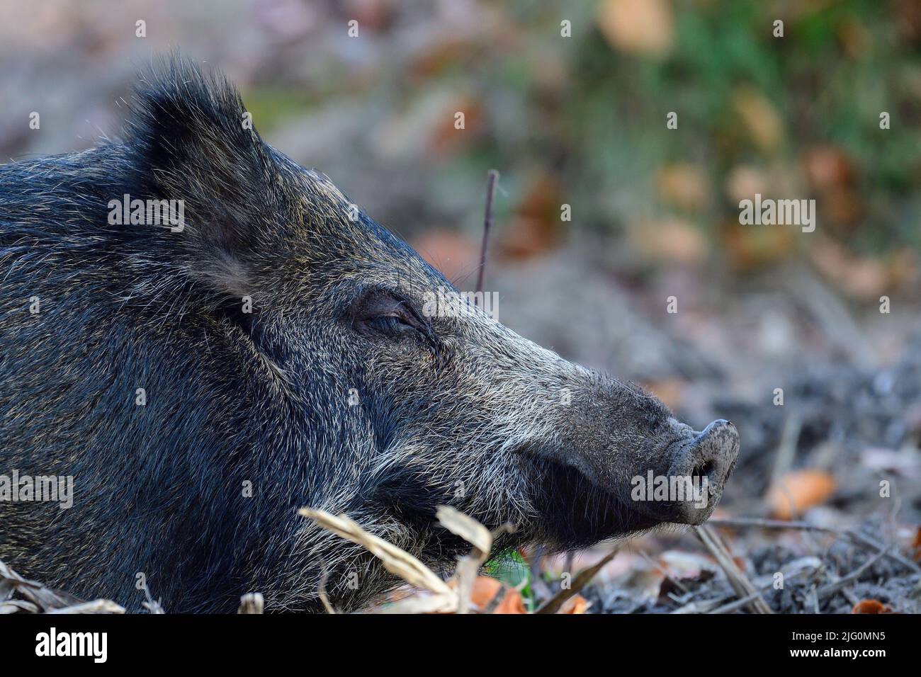 Coppa di cinghiale che dorme rilassato sul pavimento della foresta, testa ritratto, autunno, bassa sassonia, (sus scrofa), germania Foto Stock