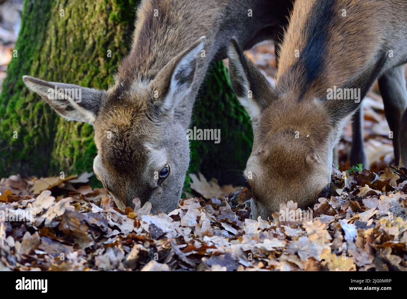 Femmine di cervo rosso che foraggiano sul pavimento della foresta in autunno, ritratto della testa, renania settentrionale vestfalia, (cerco elaphus), germania Foto Stock