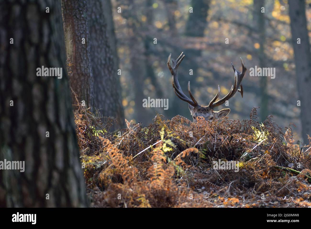 Cervo rosso maschio con corna in piedi nella foresta con felci a terra, autunno, nord reno westfalia, (cervus elaphus), germania Foto Stock