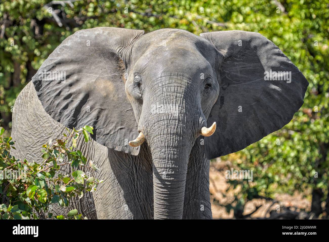 toro elefante (Loxodonta africana) espressione facciale aggressiva. Zanne di elefante. Parco Nazionale di Hwange, Zimbabwe Foto Stock