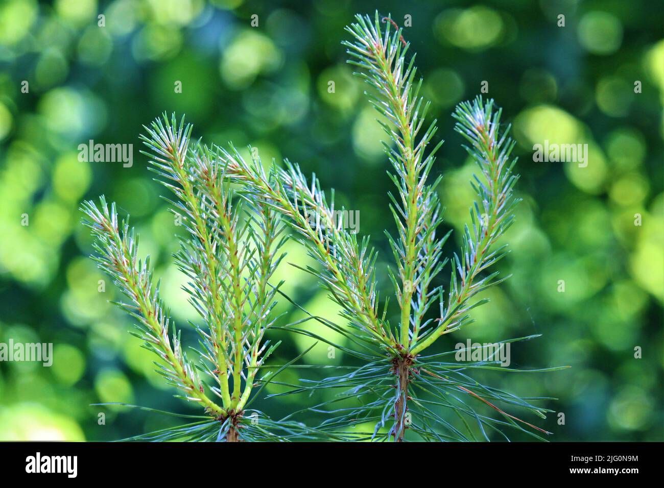 La splendida natura della Lettonia. Foto Stock