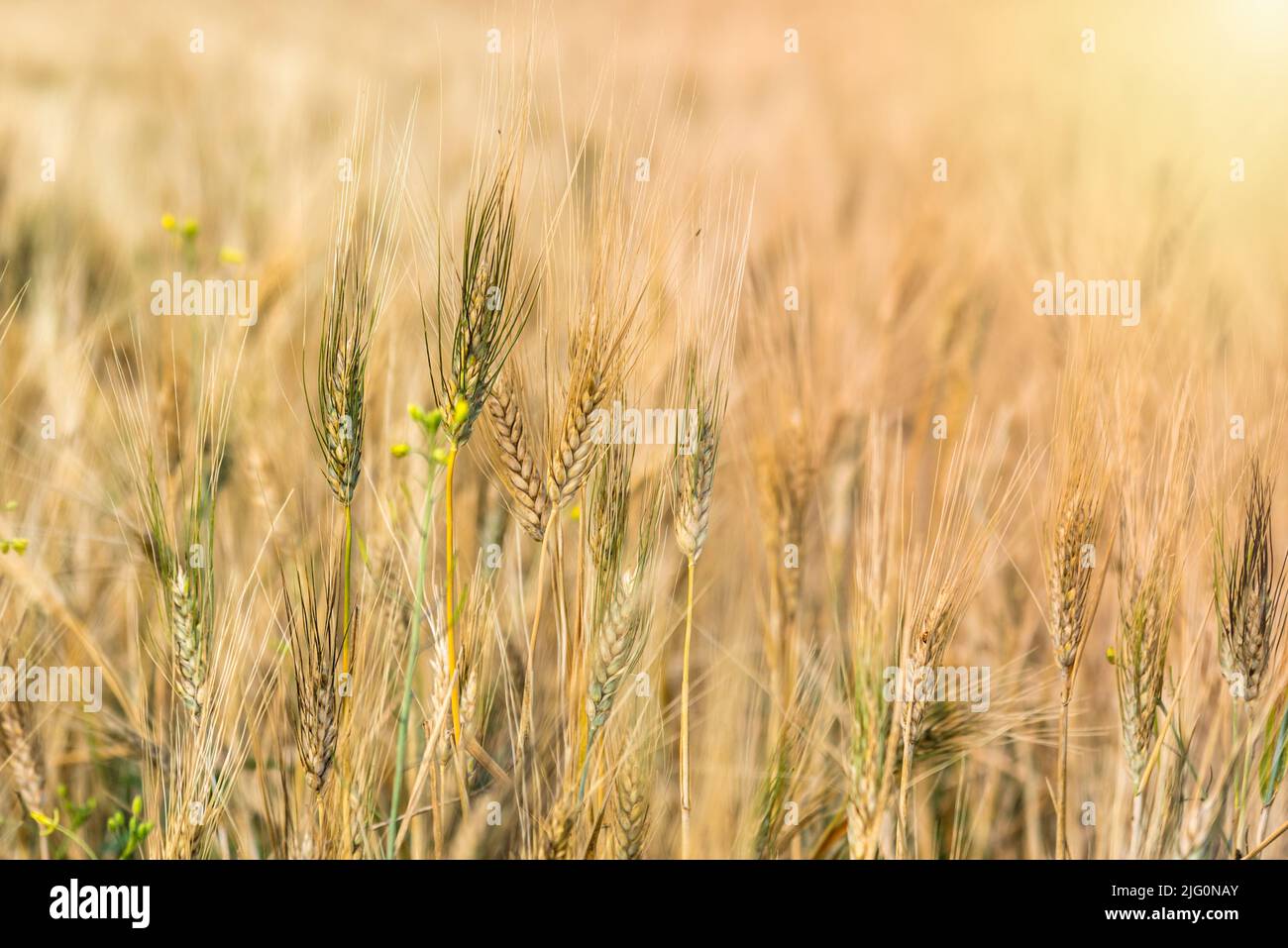 Orecchie mature di campo di grano al momento della raccolta in una giornata calda di sole in estate. Messa a fuoco selettiva. Foto Stock