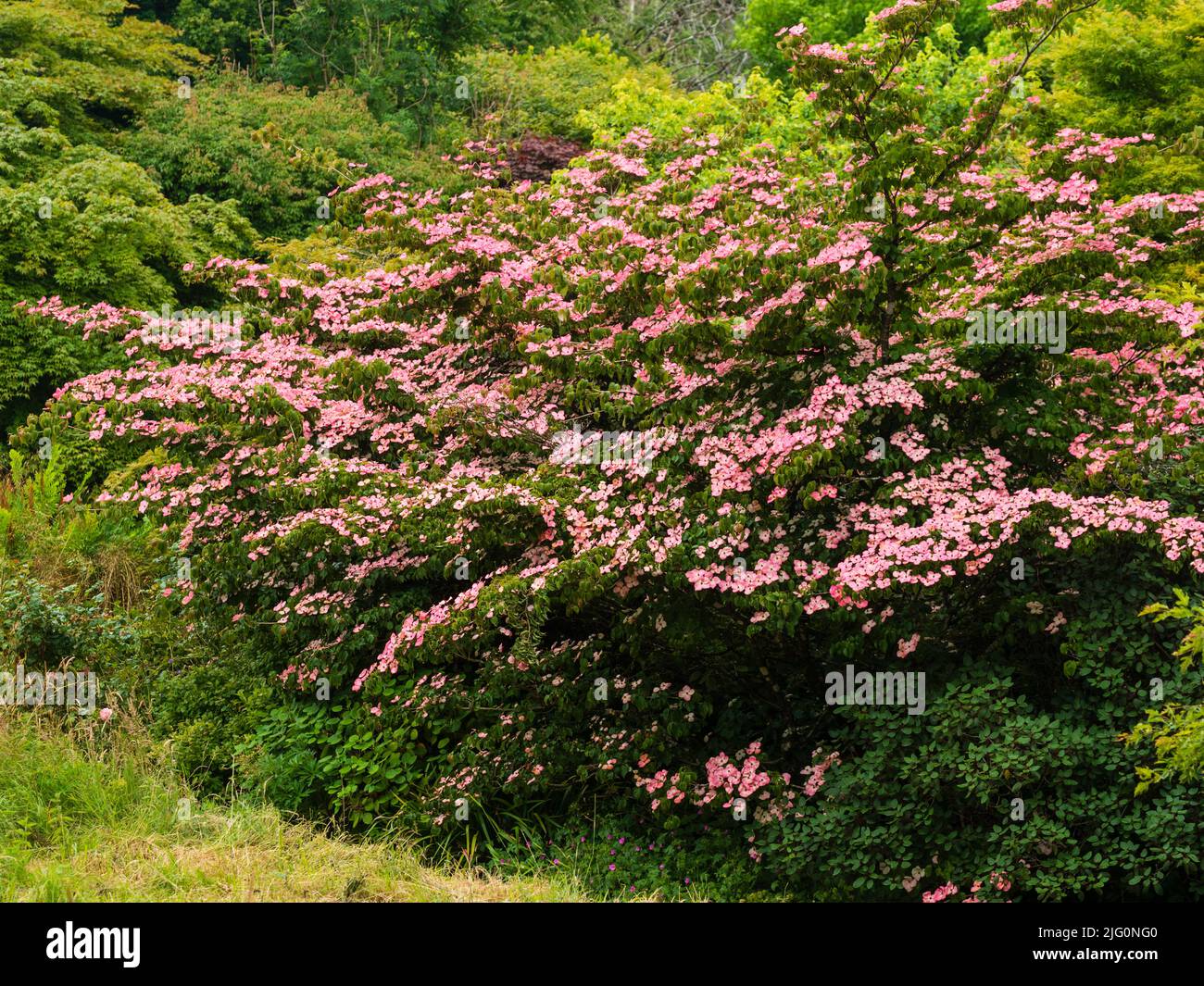 I bratti rosa del dogwood fiorente, Cornus kousa 'Miss Satomi' soffocano l'arbusto duro in inizio a metà estate Foto Stock