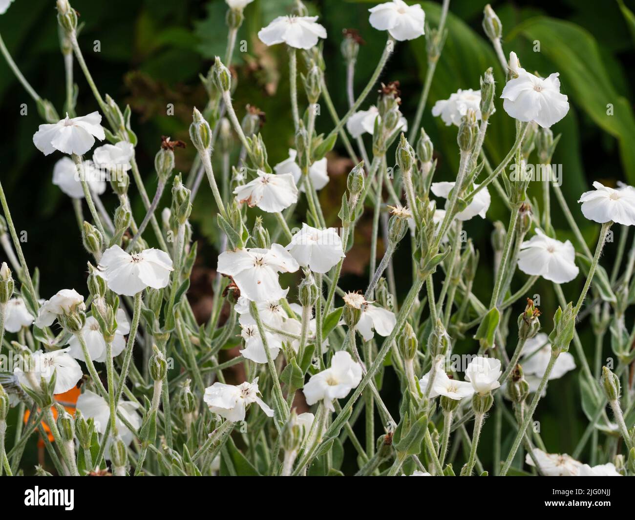 Fiori bianchi del verde argenteo giardino perenne cottage, Lychnis coronaria 'Alba' Foto Stock