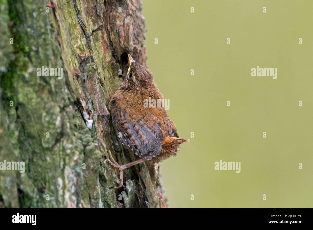 Ren Eurasian / ren settentrionale (Troglodytes troglodytes / Motacilla troglodytes) fledeling / fledelgling aggrappato alla corteccia dell'albero in estate Foto Stock