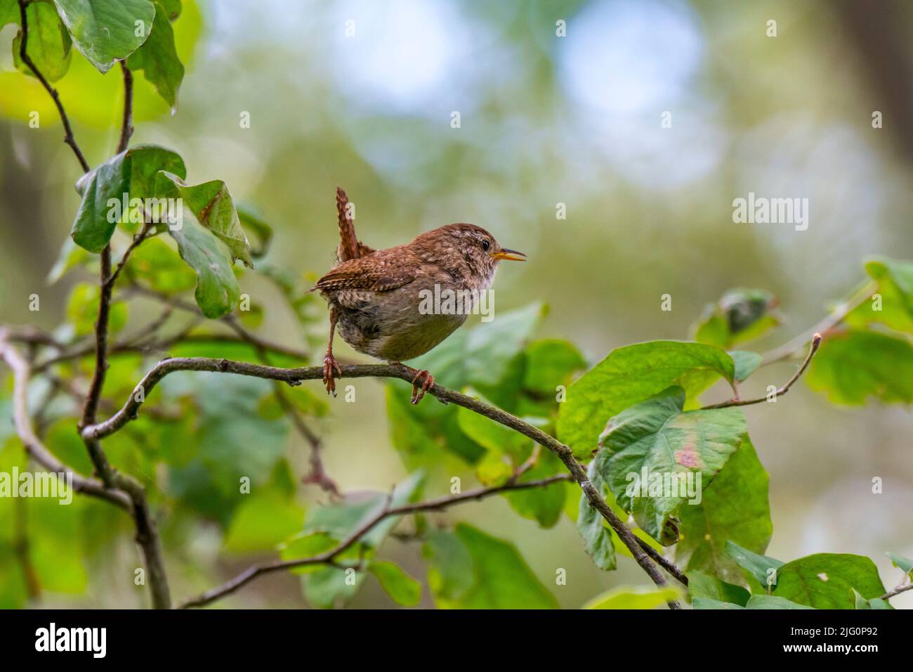 Ren eurasiatico / ren settentrionale (Troglodytes troglodytes / Motacilla troglodytes) arroccato nel cespuglio in estate Foto Stock